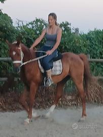 Cavallo