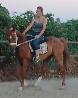 Cavallo
