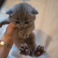 Gattini cuccioli British shorthair