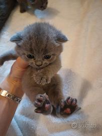 Gattini cuccioli British shorthair