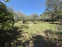 ter-agricolo-a-san-cesareo