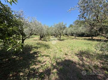 TER. AGRICOLO A SAN CESAREO