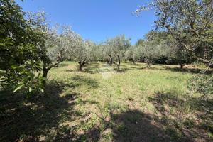 TER. AGRICOLO A SAN CESAREO