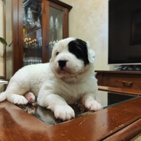 Cuccioli maremmano terranova