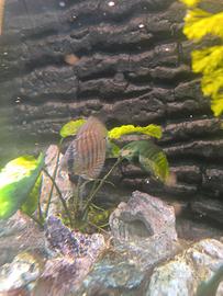 Discus