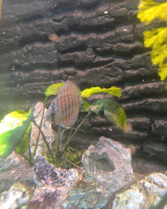 Discus