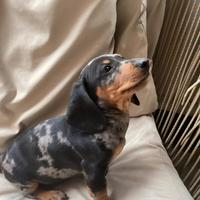Cuccioli di bassotti merle femminucce