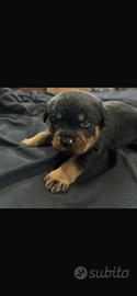 Cucciole di rottweiler