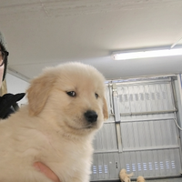 Golden retriever americani