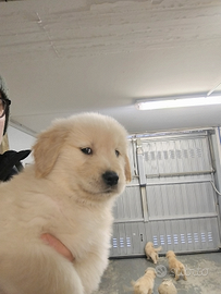 Golden retriever americani