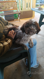 Cucciolo di Lagotto Romagnolo