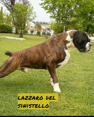 Boxer cuccioli