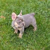 Cuccioli bulldog francese lilac tan