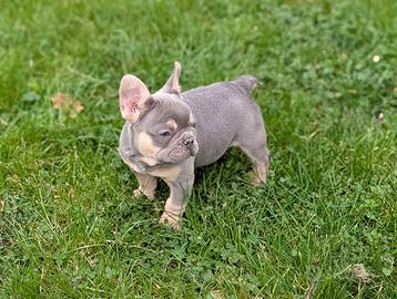 Cuccioli bulldog francese lilac tan