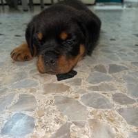 Cane rottweiler cucciolo