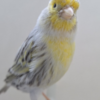 Canarini agata topazio giallo mosaico