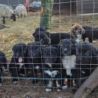 Cuccioli di cane da guardiania - antilupo