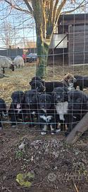 Cuccioli di cane da guardiania - antilupo