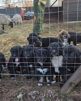 Cuccioli di cane da guardiania - antilupo