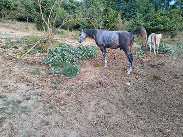 Puledro qh pronto doma