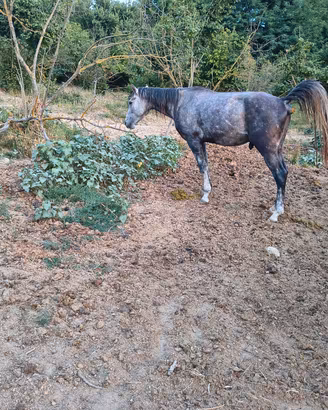 Puledro qh pronto doma