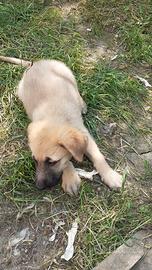 Cuccioli belga pastore