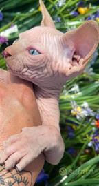 sphynx cucciolo pedigree