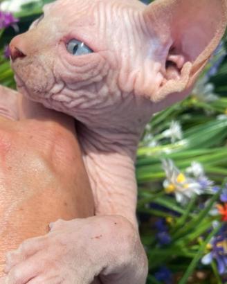 sphynx cucciolo pedigree