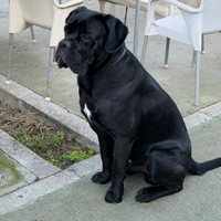 Cane corso Maschio per accoppiamento