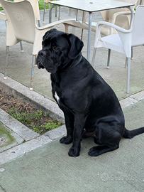 Cane corso Maschio per accoppiamento