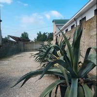 Piante aloe con vaso
