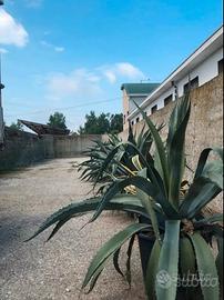 Piante aloe con vaso
