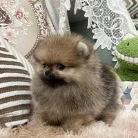 Cucciolata di spitz pomerania