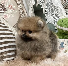 Cucciolata di spitz pomerania