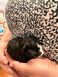 Porcellini d'india cuccioli