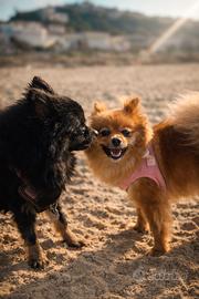 Cuccioli Spitz tedesco pomerania