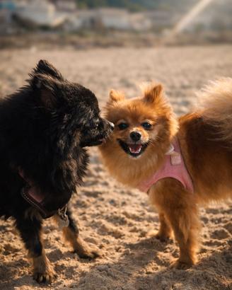 Cuccioli Spitz tedesco pomerania