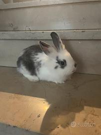 Coniglio nano con gabbia