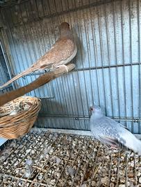 Coppia tortore diamantine