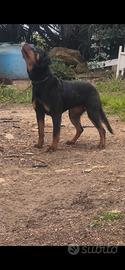Rottweiler
