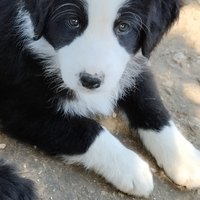 Cane pastore Australiano