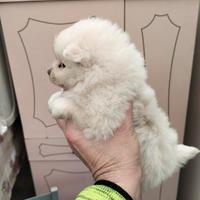 Cuccioli di Spitz