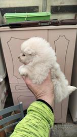 Cuccioli di Spitz