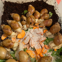 Chiocciole africane lissichatina fulica