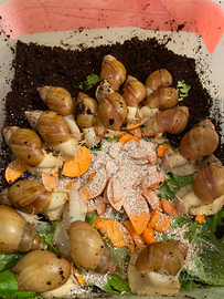 Chiocciole africane lissichatina fulica