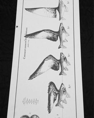 Poster Come nascono le barche Jean Oliver Hèron 