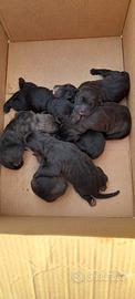 Cuccioli cane corso