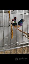 Diamanti di Gould