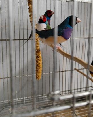 Diamanti di Gould