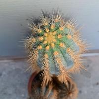 Pianta cactus sana